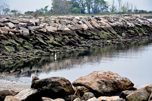 jetty and a bird